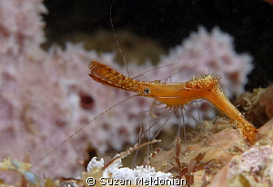 weird shrimp- anyone know what this is called? by Suzan Meldonian 